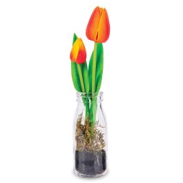 Orange Tulips in Glass