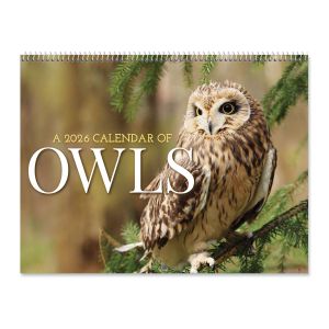 Owls Wall 2026 Calendar